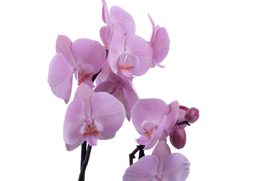 Орхидея в горшке Орхидея Фаленопсис нежно-розовая 2ст